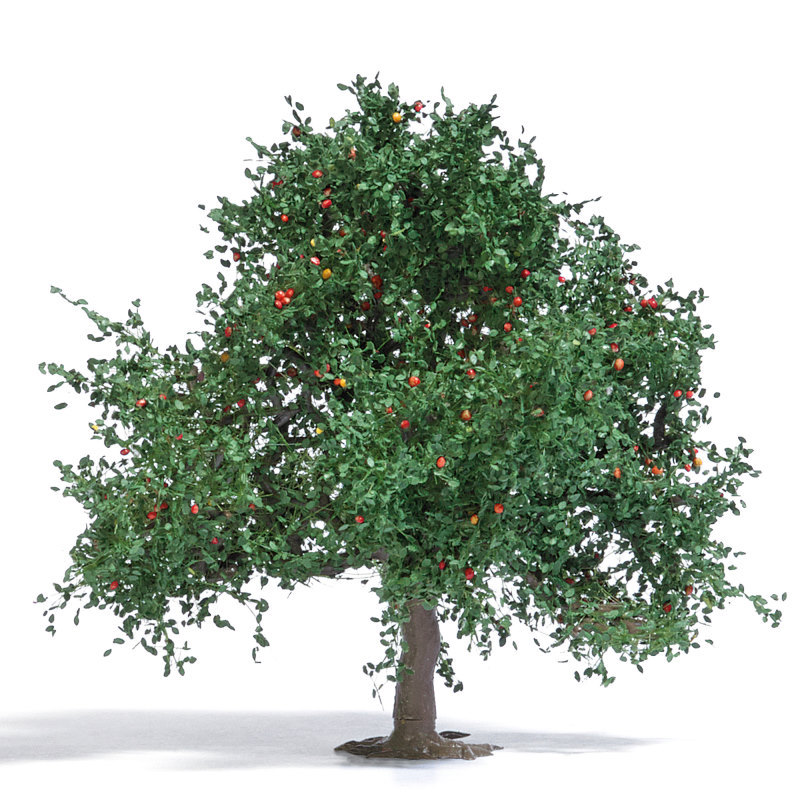Apfelbaum 75mm, Sommer