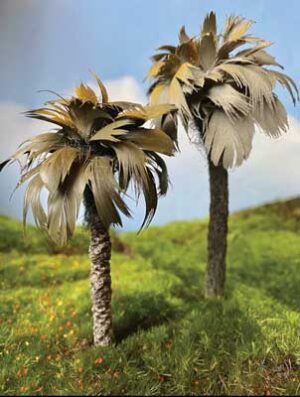 Mexican Palm Trees (2)