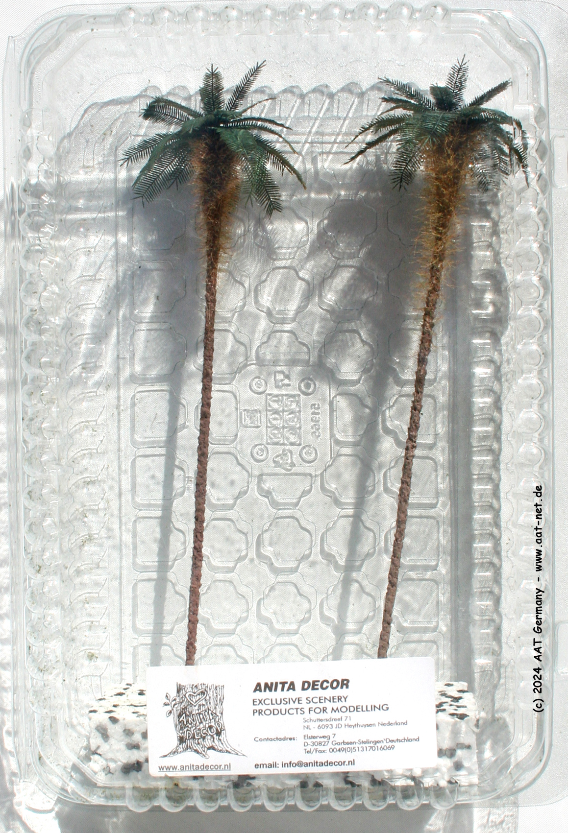 Afrikanische Palme, 25cm